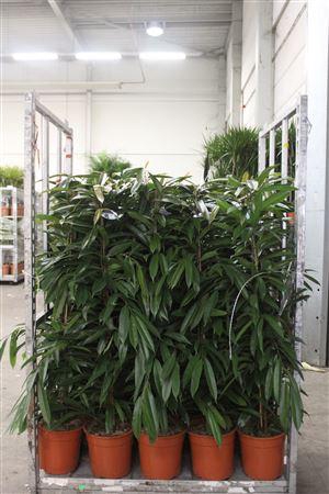 <h4>Fic Bin Amstel King</h4>