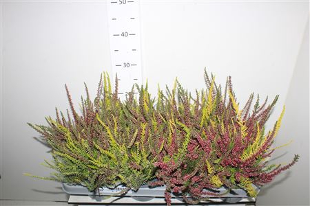 <h4>Callu Nova Gem 2 Kl</h4>