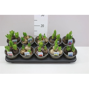 Hyacinthus Gemengd 3pp 6 Colours