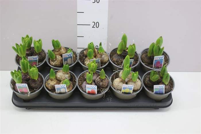<h4>Hyacinthus Gemengd 3pp 6 Colours</h4>