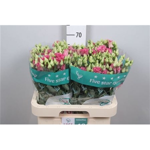Eus G Alissa Rose Pink