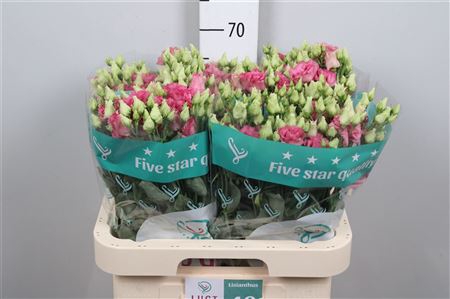 <h4>Eus G Alissa Rose Pink</h4>
