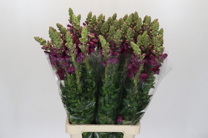 <h4>Antirrhinum Potomac Red</h4>