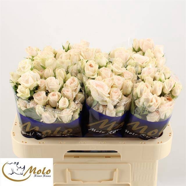 <h4>R Tr RLM Peach Christine Molo</h4>