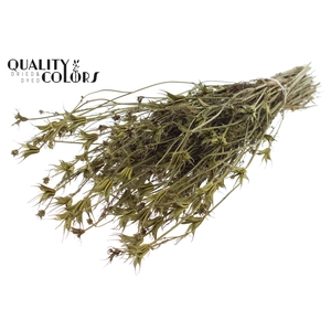 Nigella Oriëntalis per bunch Olive