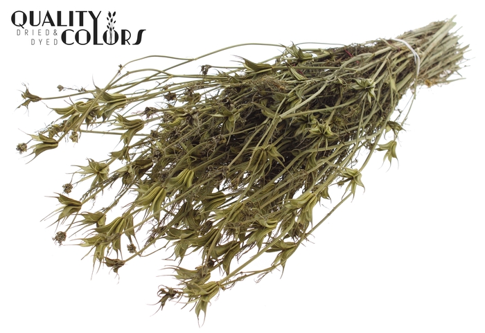 <h4>Nigella Oriëntalis per bunch Olive</h4>