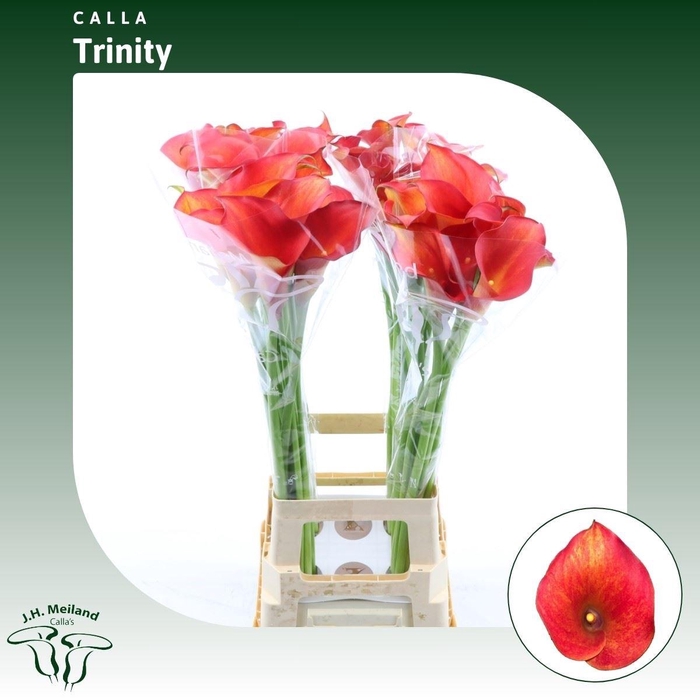 <h4>Calla Trinity</h4>