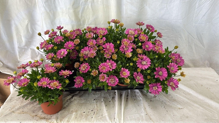 <h4>OSTEO FP PINK</h4>