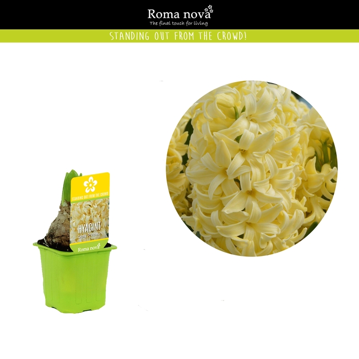 <h4>Hyacint Gipsy Princess 7cm</h4>