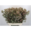 Leucadendron Ayoba Star Pearl