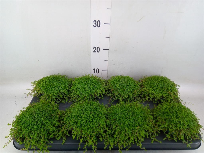 <h4>Soleirolia soleirolii   ...green</h4>