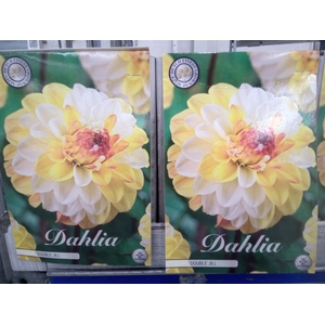 Dahlia   ...flowerbulbs