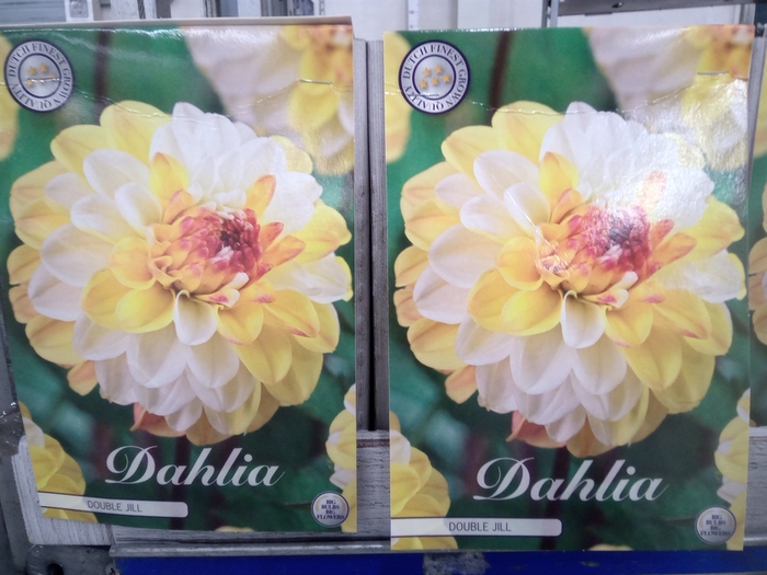 <h4>Dahlia   ...flowerbulbs</h4>