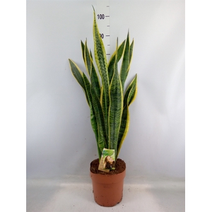 Sansevieria trifa. 'Laurentii'