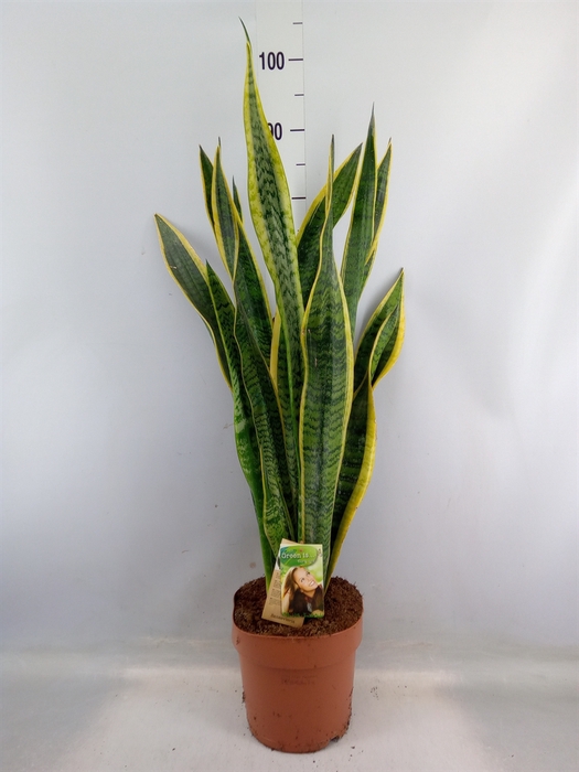 <h4>Sansevieria trifa. 'Laurentii'</h4>