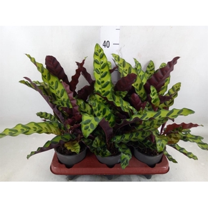 Calathea lancifolia