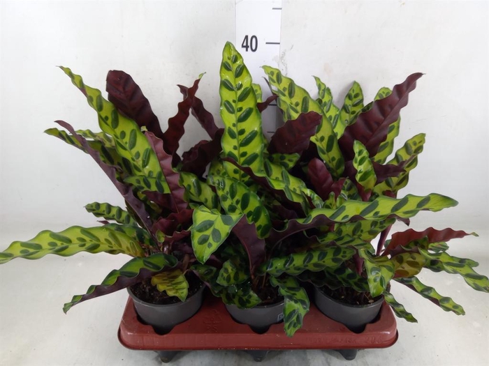 <h4>Calathea lancifolia</h4>