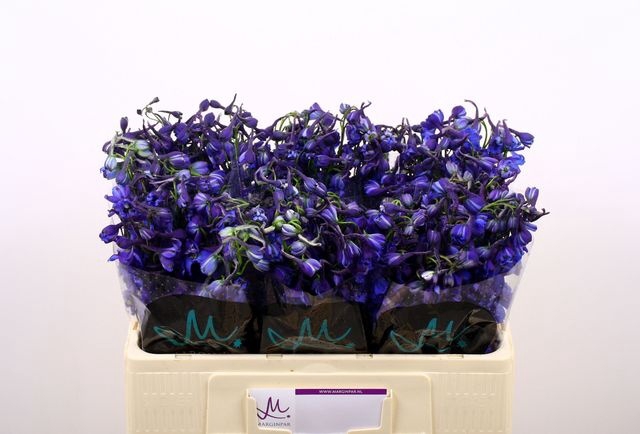 <h4>DELPH EN DONNA</h4>