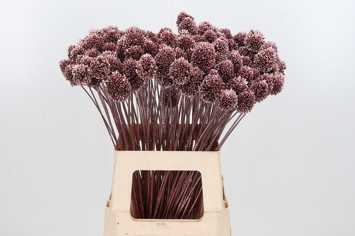 <h4>Allium Sphaero Kl Bh Rose Goud</h4>