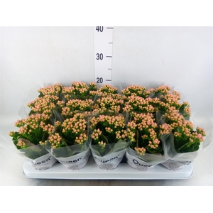 Kalanchoe  'MoreFlow Lillian'