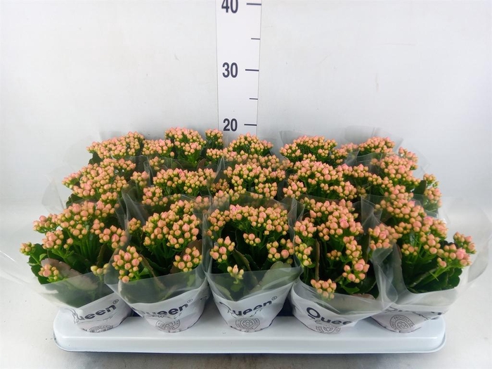 <h4>Kalanchoe  'MoreFlow Lillian'</h4>
