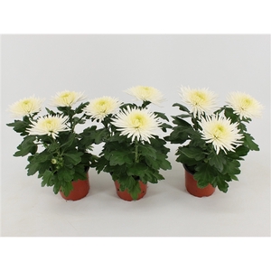 Chrysant Anastasia White