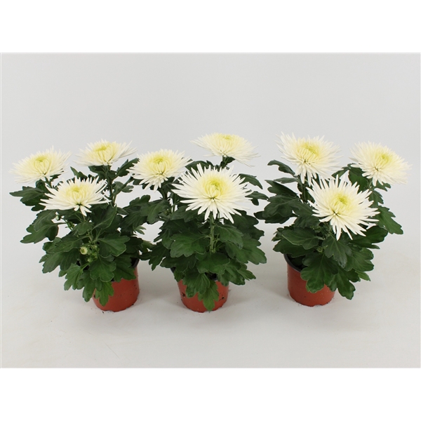 <h4>Chrysant Anastasia White</h4>