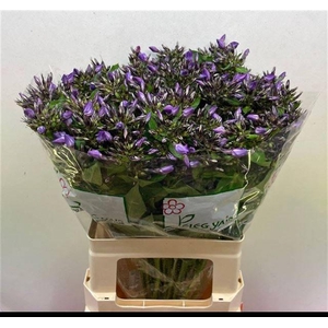 PHLOX P VAN GOGH