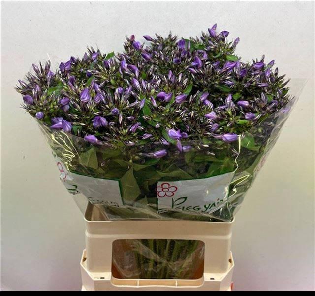 <h4>PHLOX P VAN GOGH</h4>
