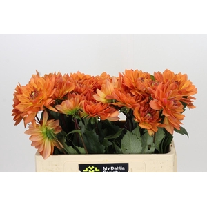 Dahlia Dr Phil