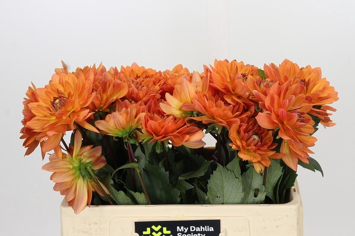 <h4>Dahlia Dr Phil</h4>