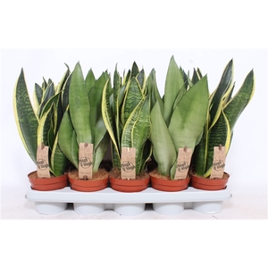 Sansevieria mix