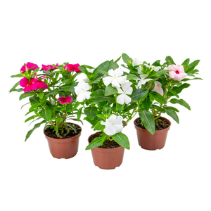 VINCA P11