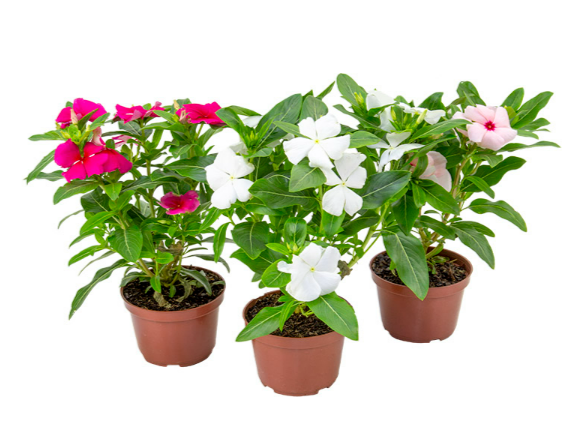 <h4>VINCA P11</h4>