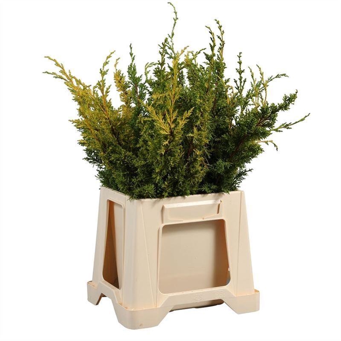 <h4>Juniperus chinensis 'Aurea' ../bos</h4>