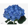 Hydr M Mag Bluebells 60cm