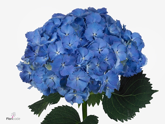 Hydr M Mag Bluebells 60cm