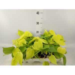 Epipremnum pinn. 'Golden Pothos'