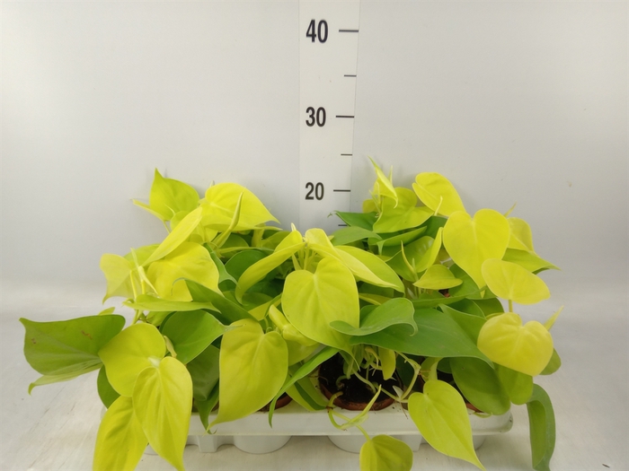<h4>Epipremnum pinn. 'Golden Pothos'</h4>