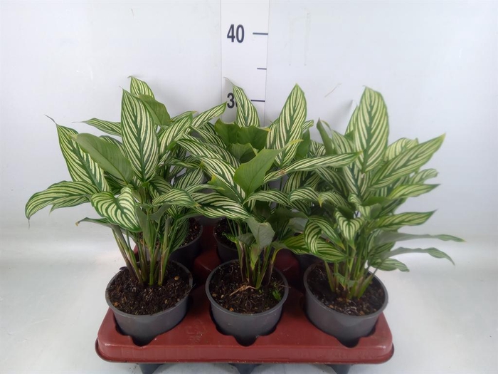 <h4>Calathea   ...</h4>