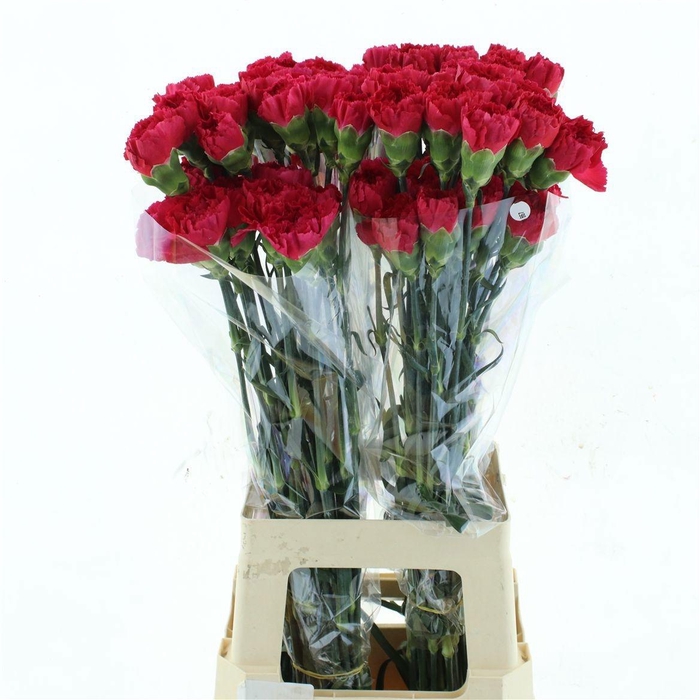 <h4>DI ST BIZET</h4>