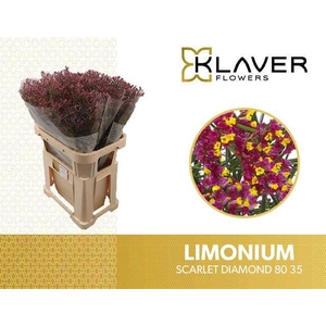 Limonium Scarlet Diamond Klaver