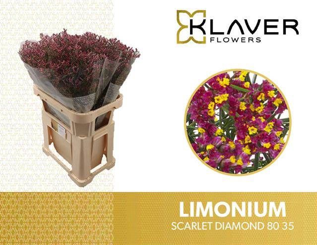 <h4>Limonium Scarlet Diamond Klaver</h4>