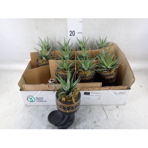 Arr.   Kamerplant Groen L%