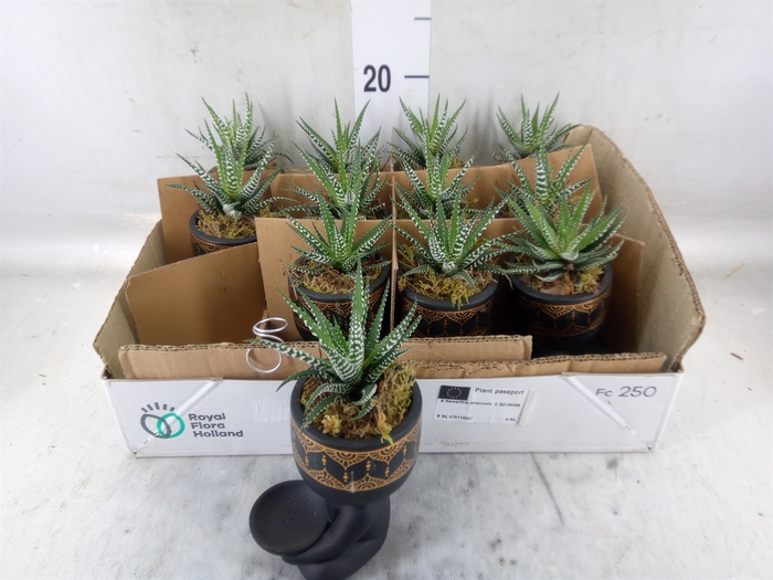 <h4>Arr.   Kamerplant Groen L%</h4>