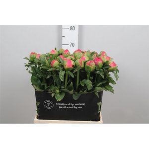 Paeonia Coral Sunset Xxl