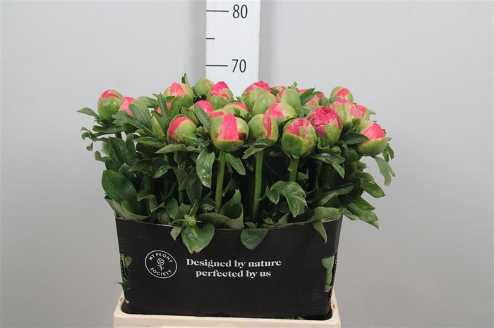 <h4>Paeonia Coral Sunset Xxl</h4>