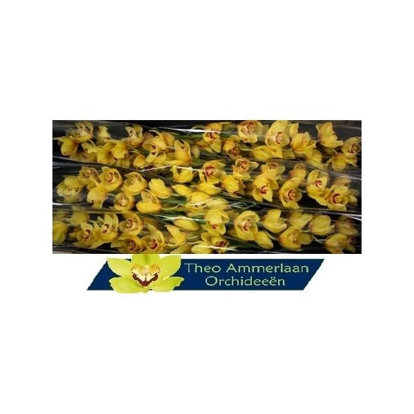 <h4>Rijsenhout 80 x8</h4>