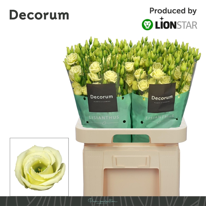 <h4>EUS G ROSI YELLOW</h4>