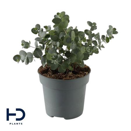 <h4>Eucalyptus Cinerea Silver Dollar</h4>